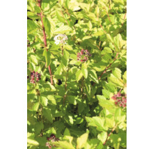 Blommande spirea med gröna blad