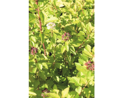 Blommande spirea med gröna blad