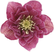 Närbild av en julros med violetta kronblad