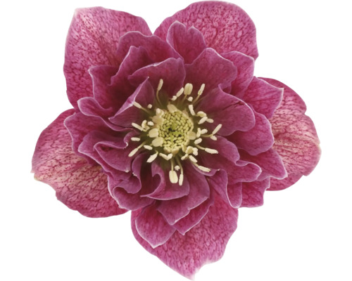 Närbild av en julros med violetta kronblad