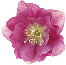 Närbild av en julros med blomma