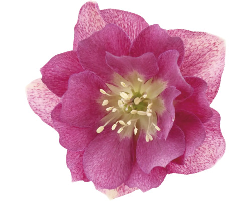 Närbild av en julros med blomma