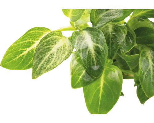 Blad från en grön växt