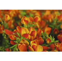 Blommor av arten Ginst