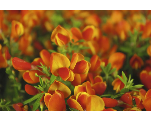 Blommor av arten Ginst
