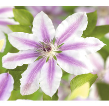 Närbild av en klematisblomma med randiga kronblad