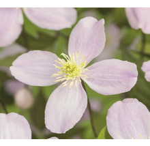 Närbild av en klematisblomma