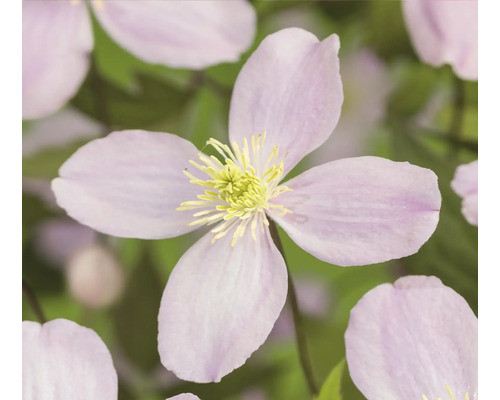 Närbild av en klematisblomma