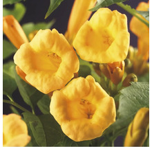Närbild av trumpetblommor med gröna blad