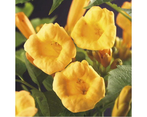 Närbild av trumpetblommor med gröna blad