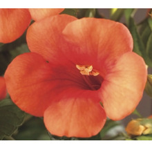 Blomma av trumpetranka