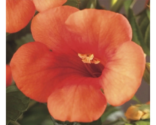 Blomma av trumpetranka