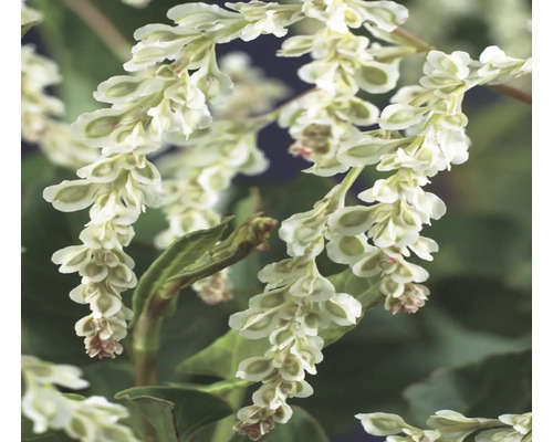 Blomställning av ormrotsväxt