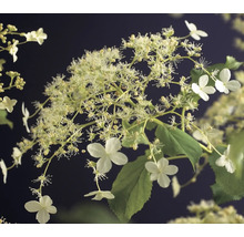 Syrenhortensia med vita blommor och gröna blad