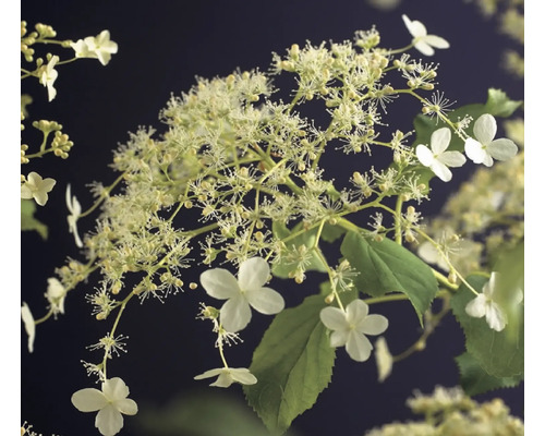 Syrenhortensia med vita blommor och gröna blad