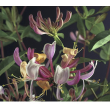 Närbild av kaprifolblommor med blad