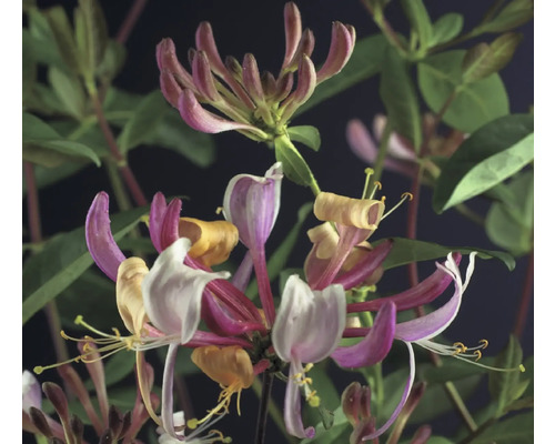 Närbild av kaprifolblommor med blad