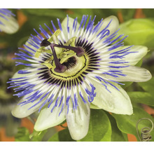 Närbild av passionsblomma