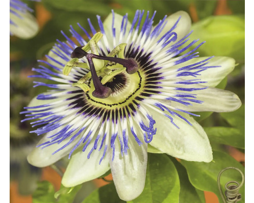 Närbild av passionsblomma