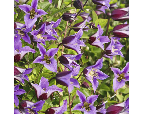 Närbild av lila klematisblommor