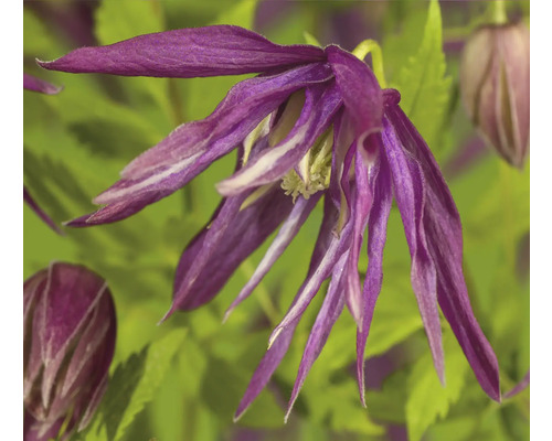 Närbild av en blå klematis