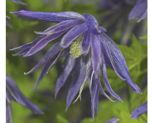 Närbild av en blå klematis