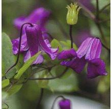 Närbild av lila klematisblommor med gröna blad