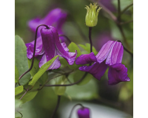 Närbild av lila klematisblommor med gröna blad
