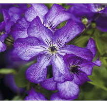 Närbild av blommande, violetta klematisväxter.