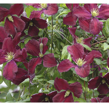 Närbild av mörkröda klematisblommor med gröna blad