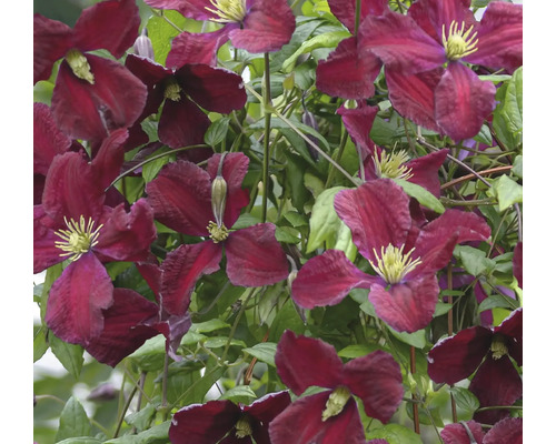 Närbild av mörkröda klematisblommor med gröna blad
