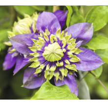 Närbild av en klematisblomma med violetta kronblad och gul mitt