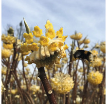 Blommande pappersbuske med humla i flykt