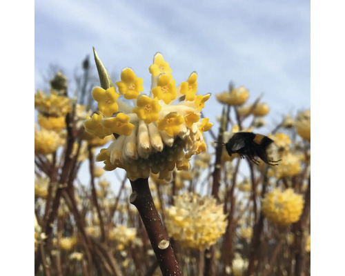 Blommande pappersbuske med humla i flykt