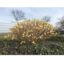 Blommande pappersbuske i trädgården.