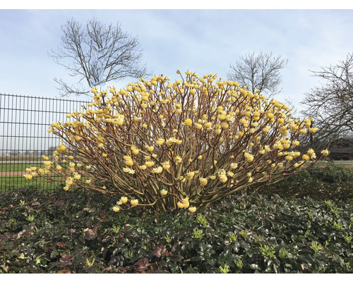 Blommande pappersbuske i trädgården.