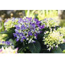 Närbild av en hortensia i trädgården.