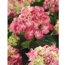 Närbild av en rosa hortensiablomma