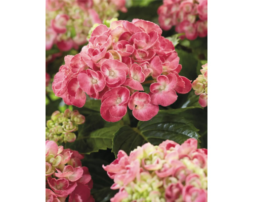 Närbild av en rosa hortensiablomma