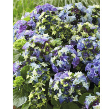 Blommande hortensia i trädgården