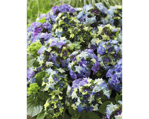 Blommande hortensia i trädgården