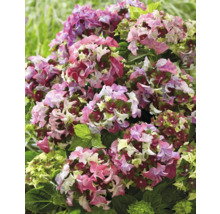 Närbild av en hortensiaväxt med mångfärgade blommor