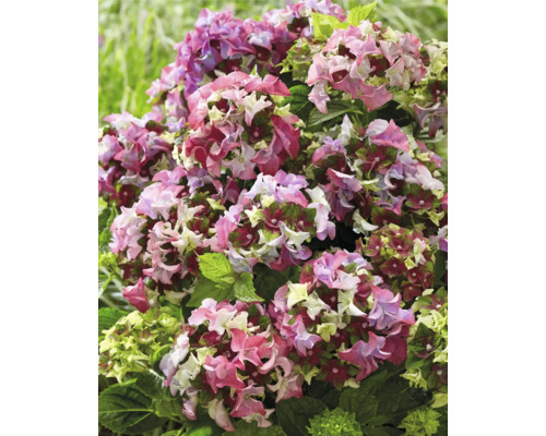 Närbild av en hortensiaväxt med mångfärgade blommor