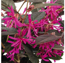 Närbild av kinesisk fransblomma buske med blad och blommor