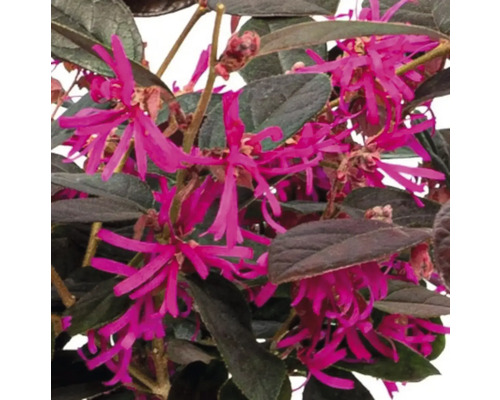 Närbild av kinesisk fransblomma buske med blad och blommor