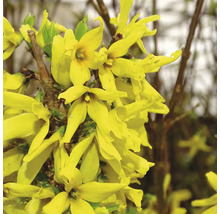 Forsythia med gula blommor
