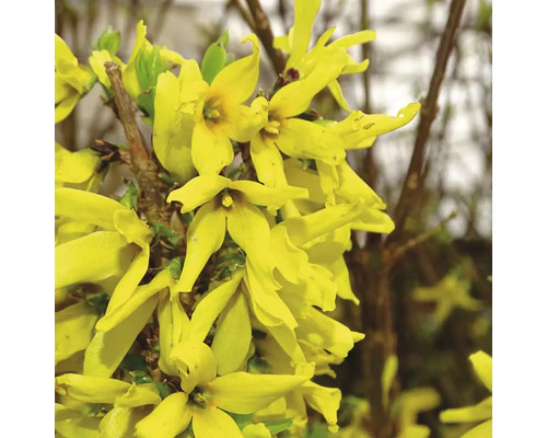 Forsythia med gula blommor