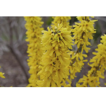 Gula forsythiablommor