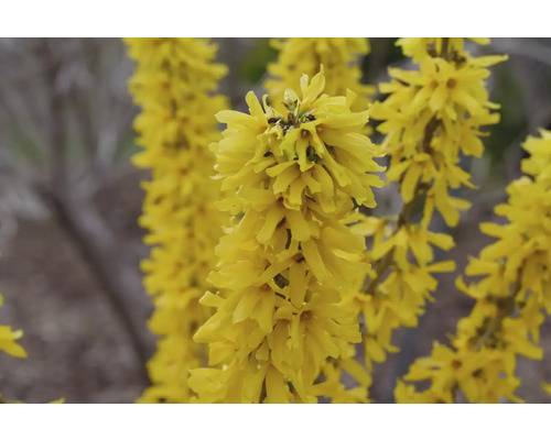 Gula forsythiablommor