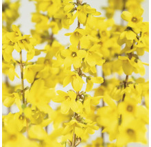 Närbild av forsythia blommor